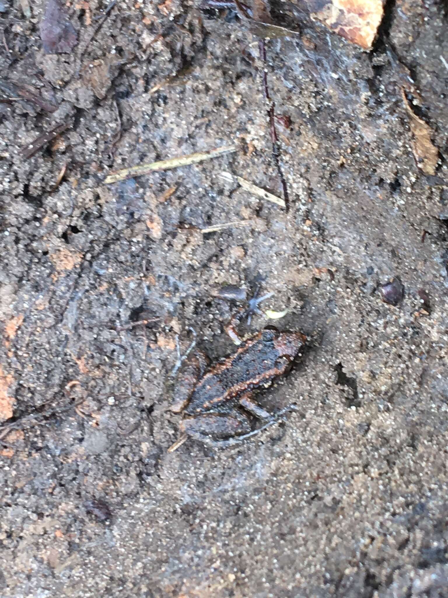 Image of Greenhouse Frog