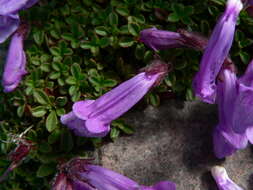 Image of Davidson's penstemon