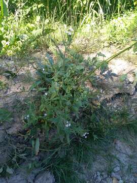 Imagem de Epilobium ciliatum subsp. ciliatum