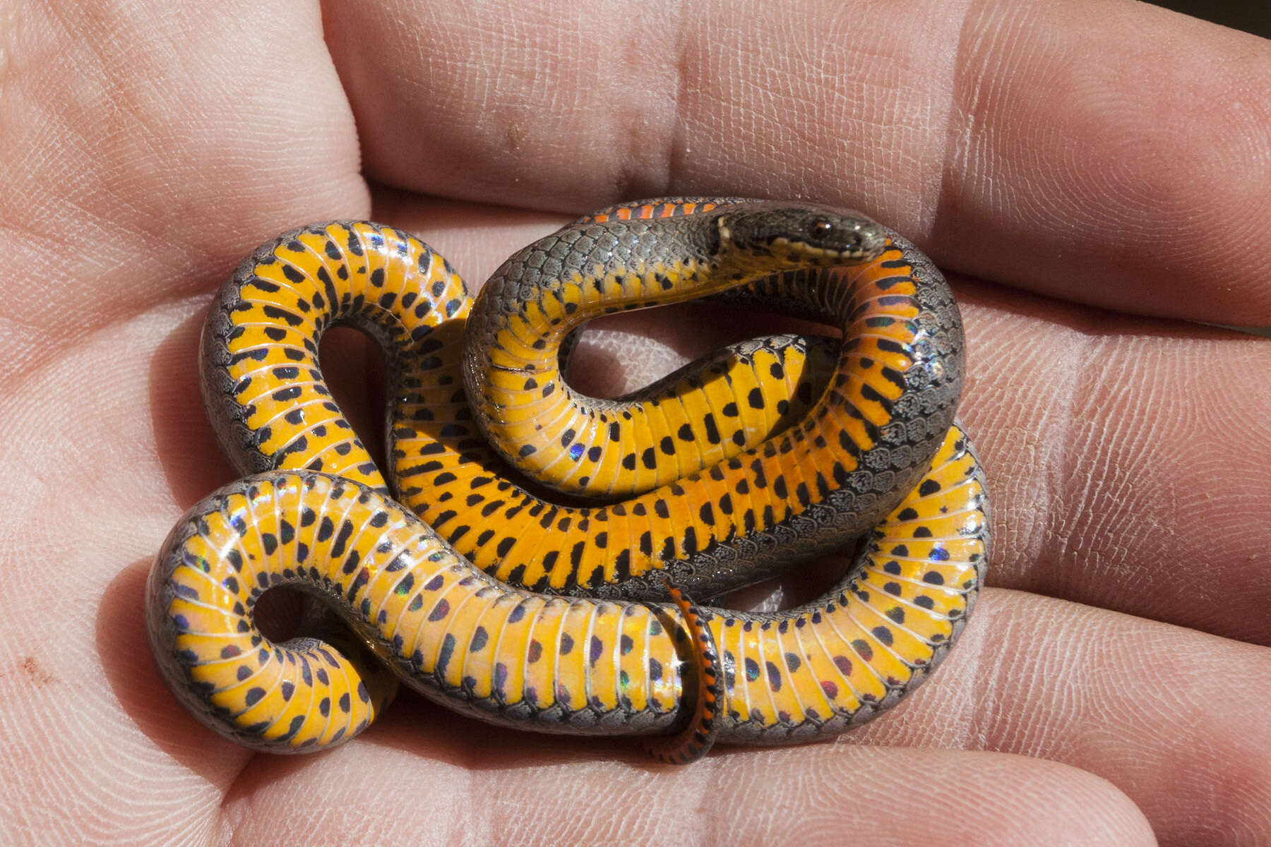 صورة Diadophis punctatus regalis Baird & Girard 1853