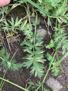 Image of Klamath cinquefoil