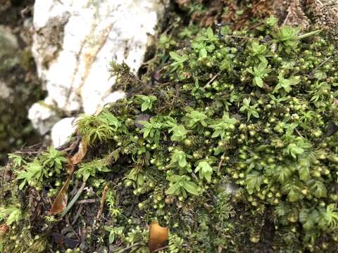 Image of spiral extinguisher-moss