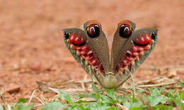 Image of Peacock katydid