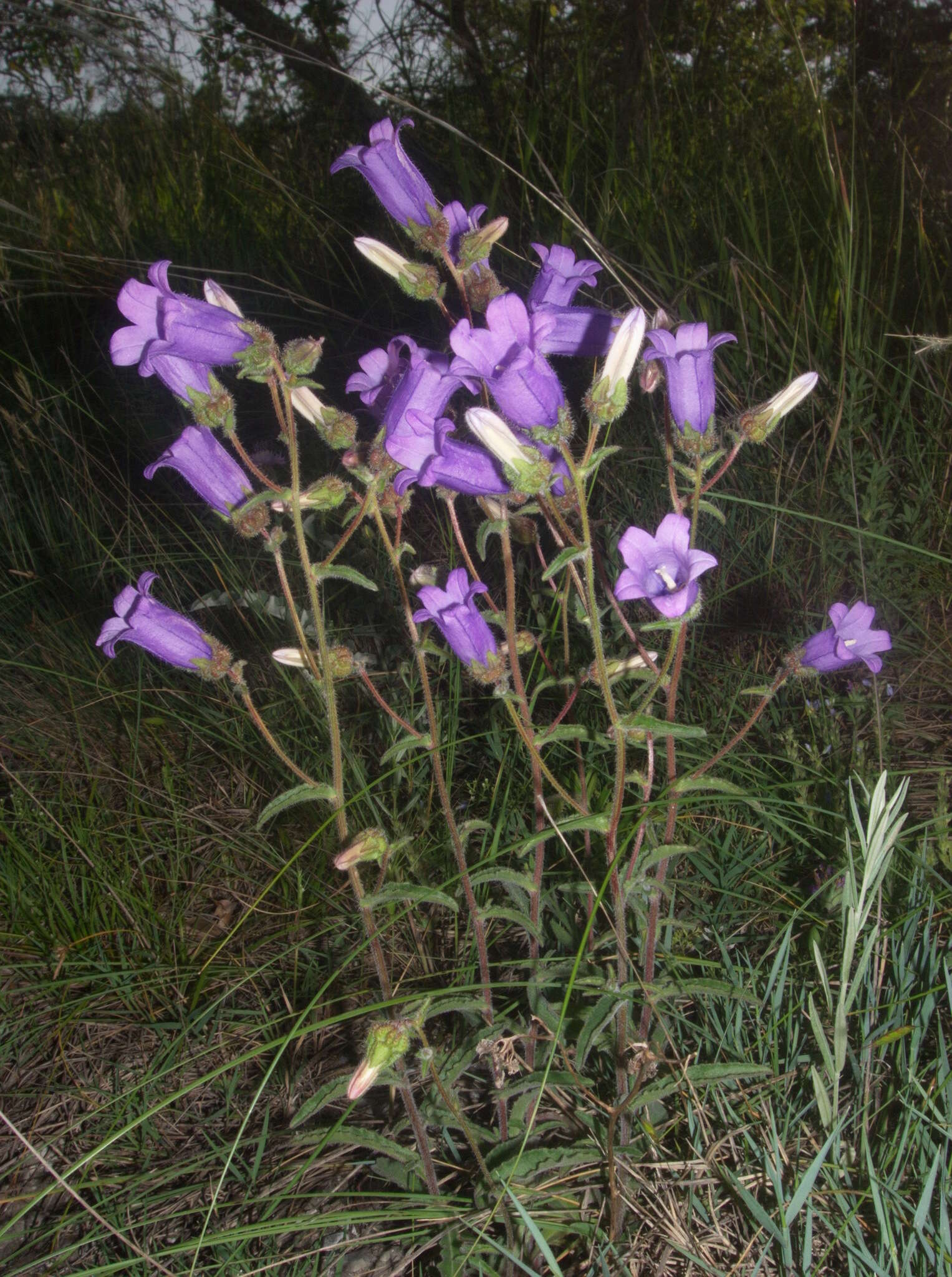 Image of Campanula komarovii Maleev