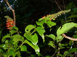 Image of Flame Vine