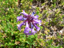 Image of littleflower penstemon