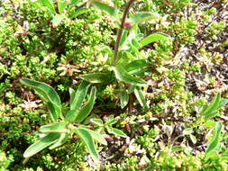 Image of littleflower penstemon