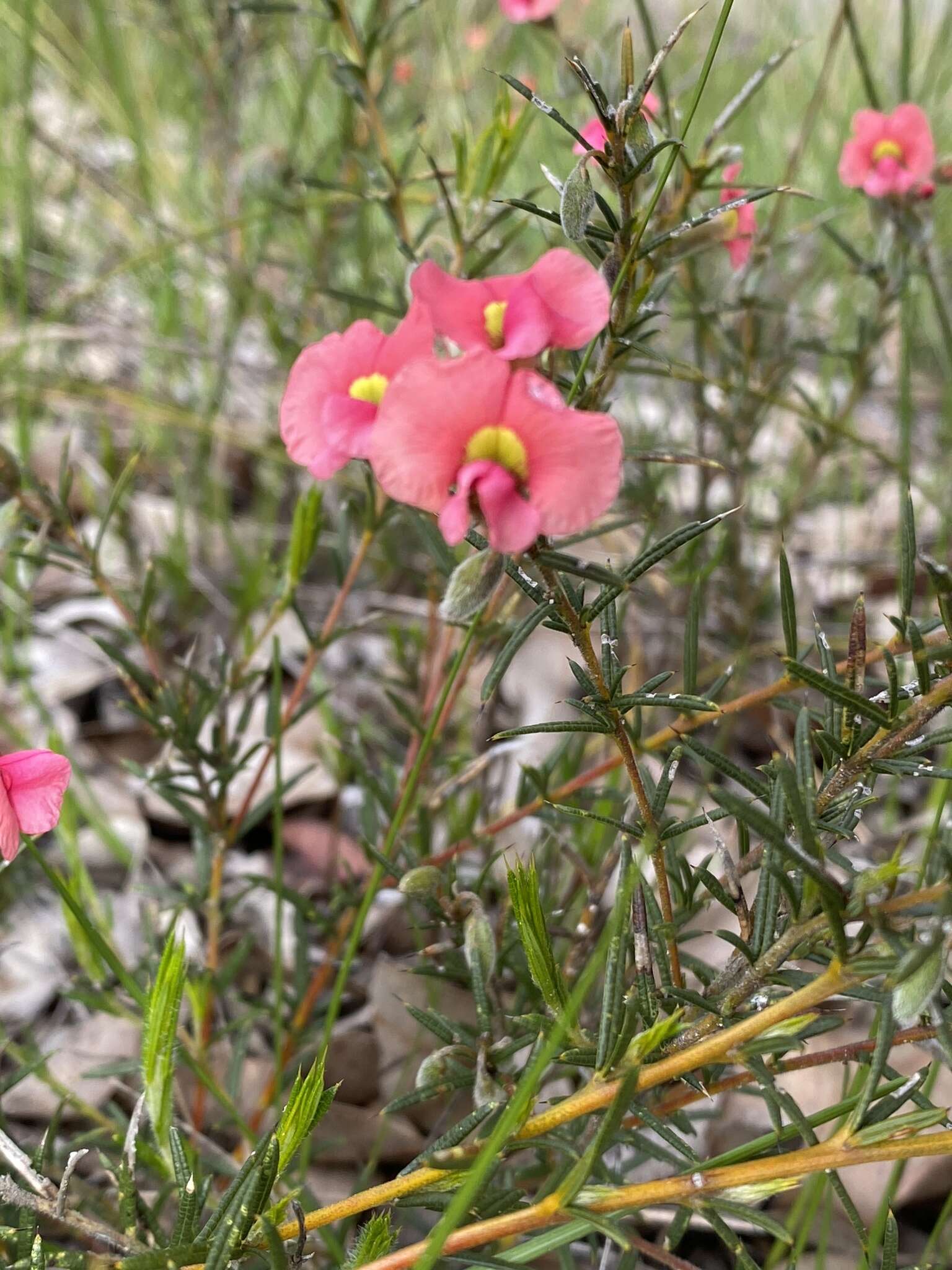 Image of Chorizema aciculare (DC.) A. W. Hill