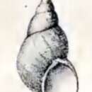 Image de Eulithidium comptum (Gould 1855)