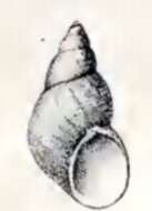 Image of Eulithidium comptum (Gould 1855)