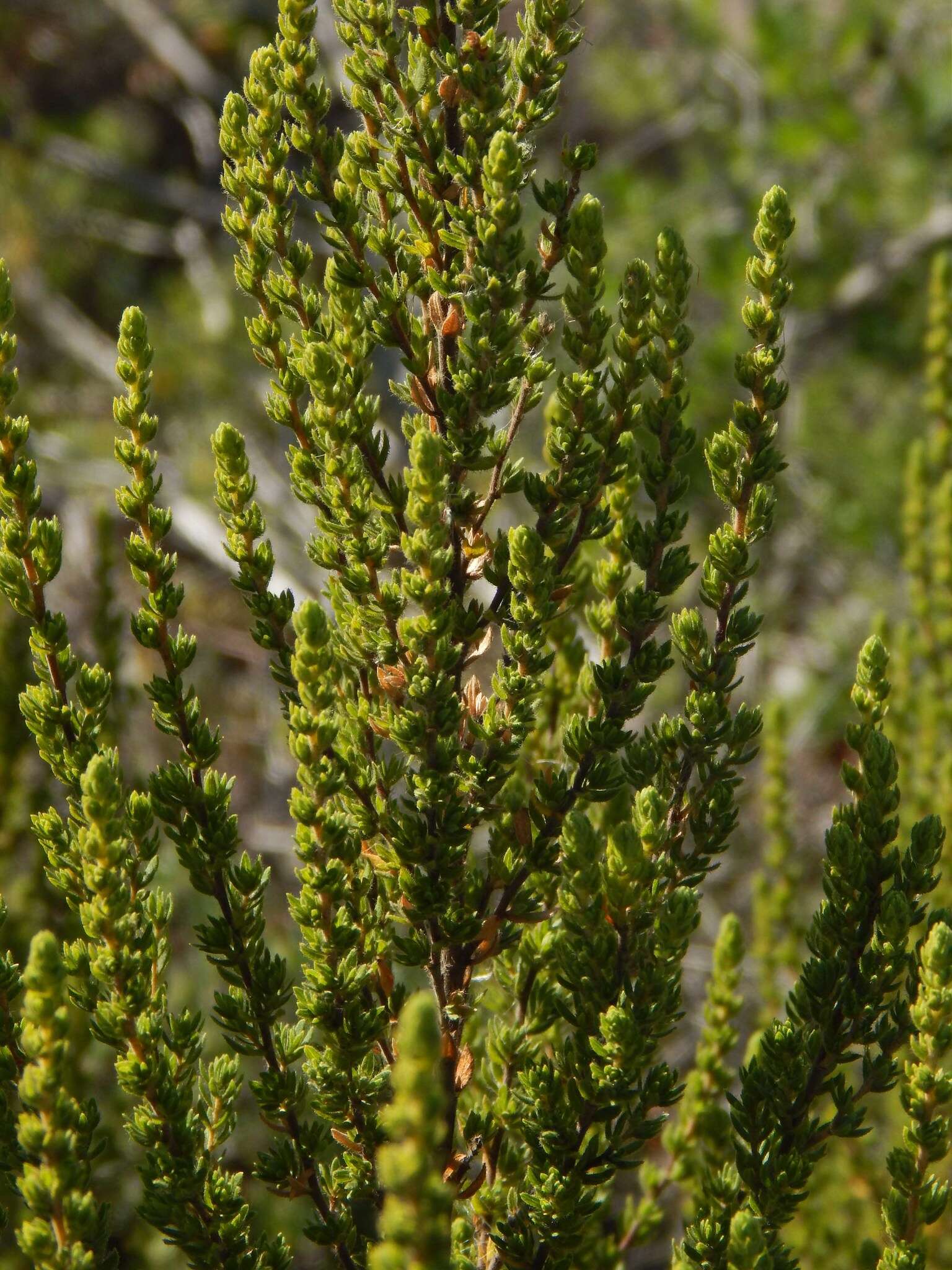 Plancia ëd <i>Cliffortia <i>polygonifolia</i></i> var. polygonifolia