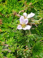 Image of Geranium multipartitum Benth.