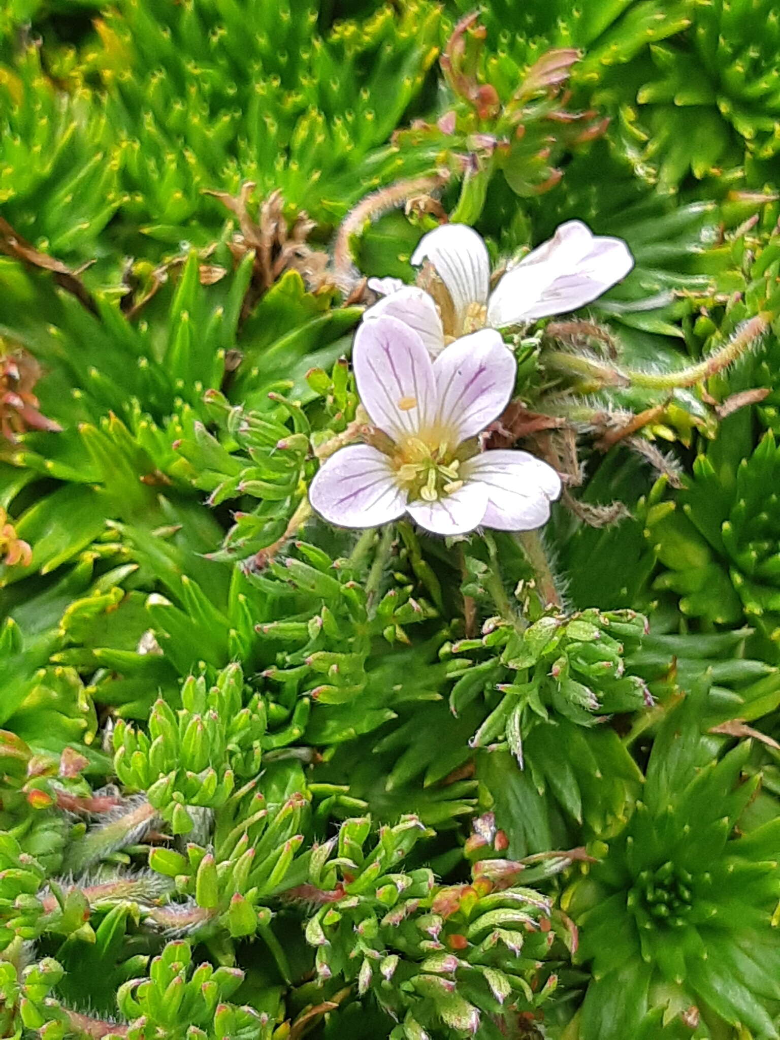 Image of Geranium multipartitum Benth.