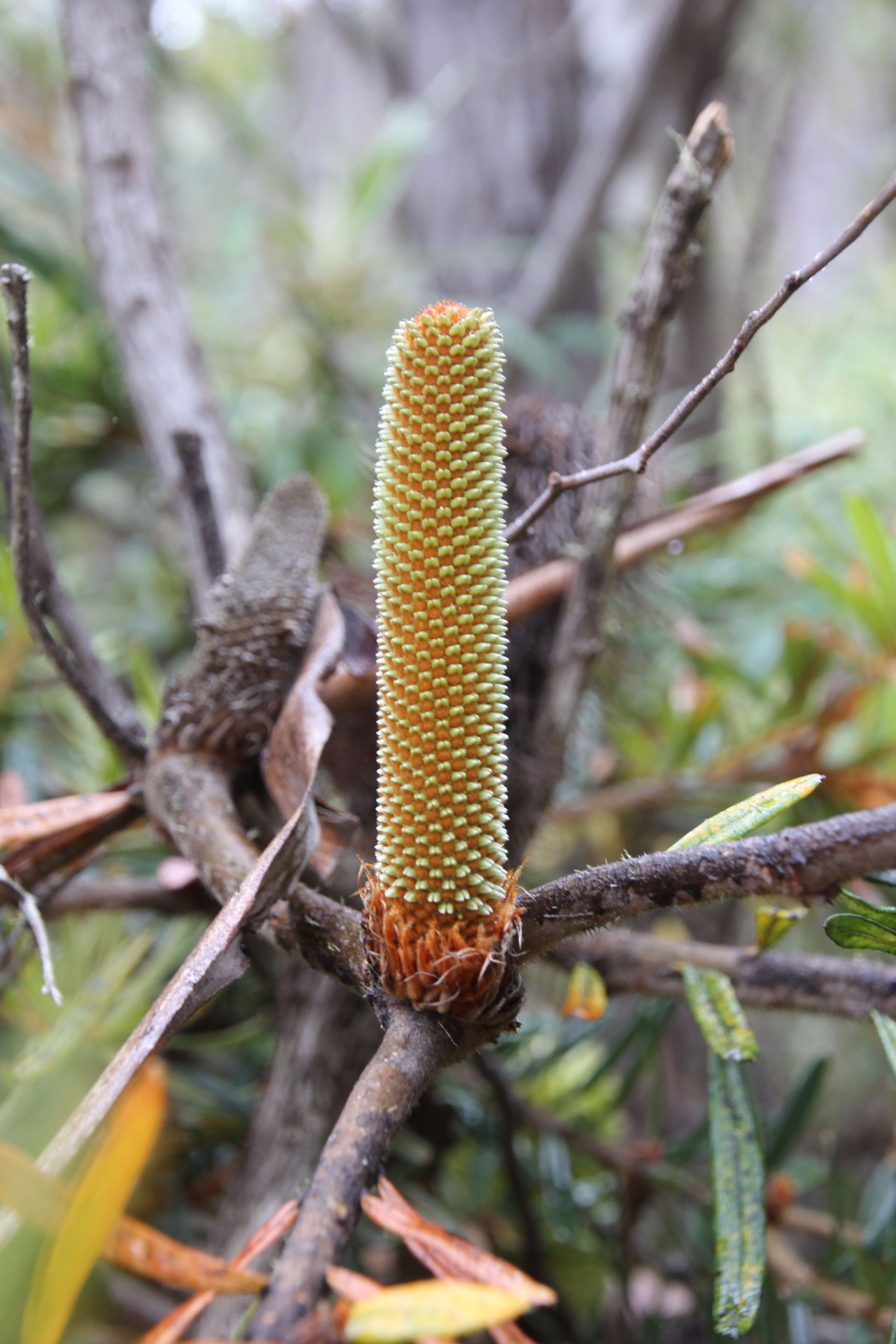 Imagem de Banksia marginata Cav.