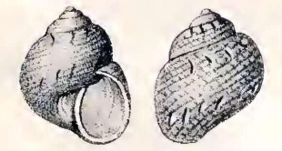 Image of Eulithidium tessellatum (Potiez & Michaud 1838)