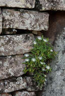 Image of Delosperma steytlerae L. Bol.