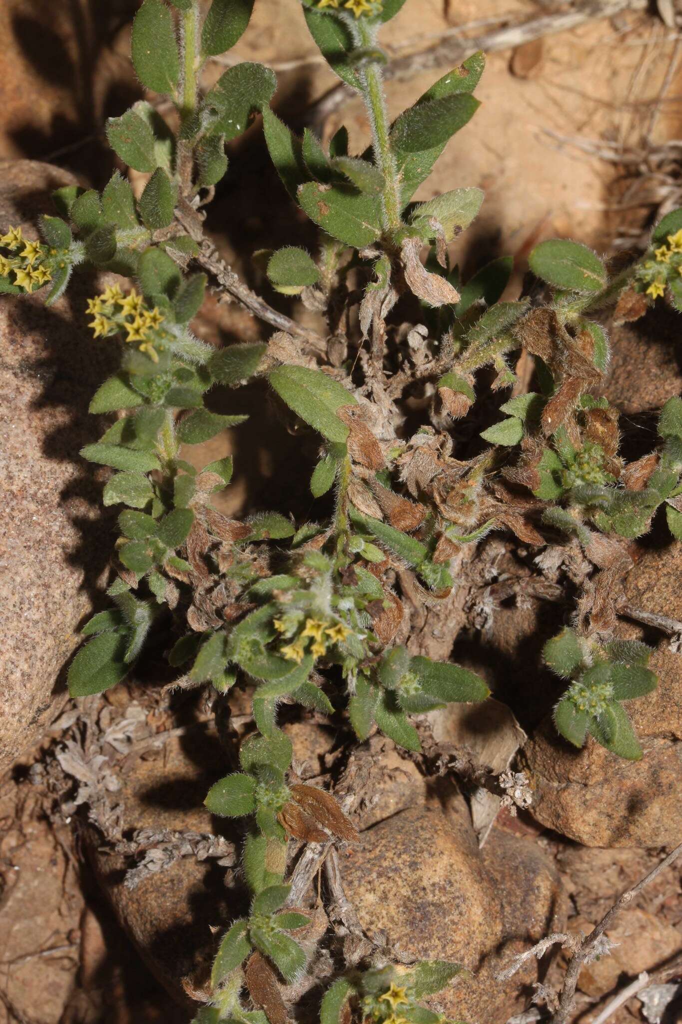 Sivun Euploca campestris (Griseb.) Diane & Hilger kuva