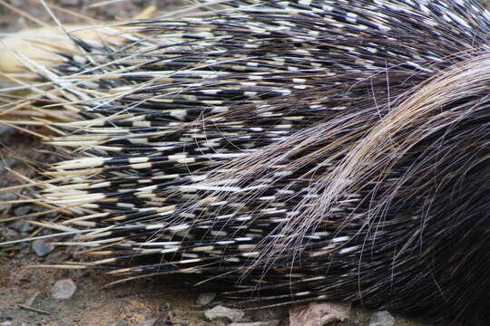 Image of Hystrix subgen. Hystrix Linnaeus 1758