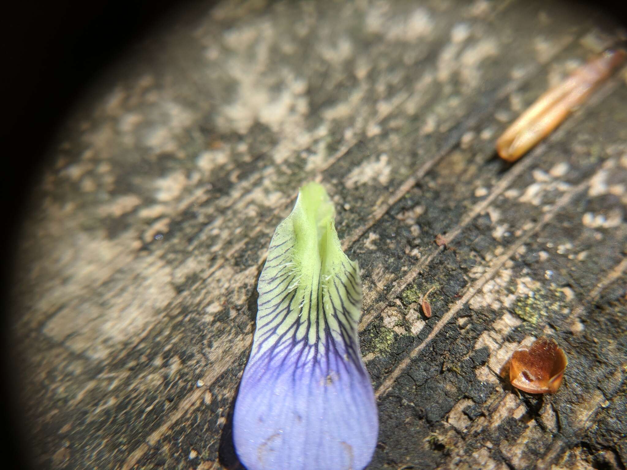 Image of common blue violet