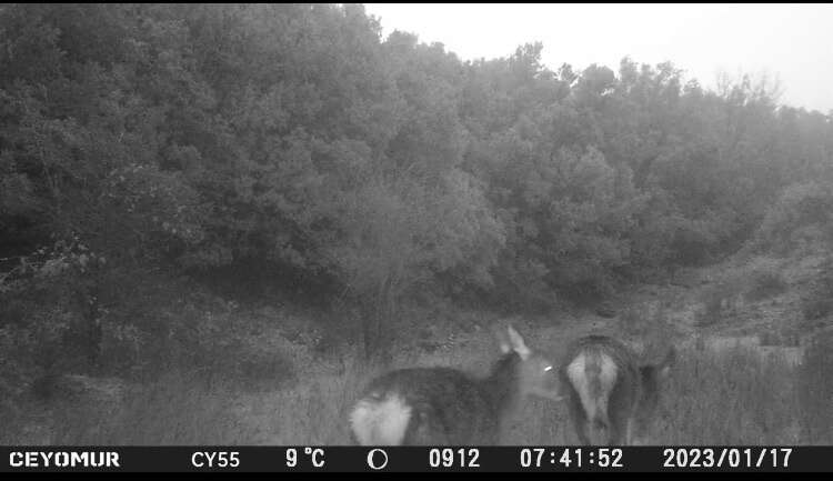 Image of Corsican red deer