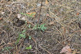 Hylotelephium telephium subsp. ruprechtii (Jalas) H. Ohba resmi