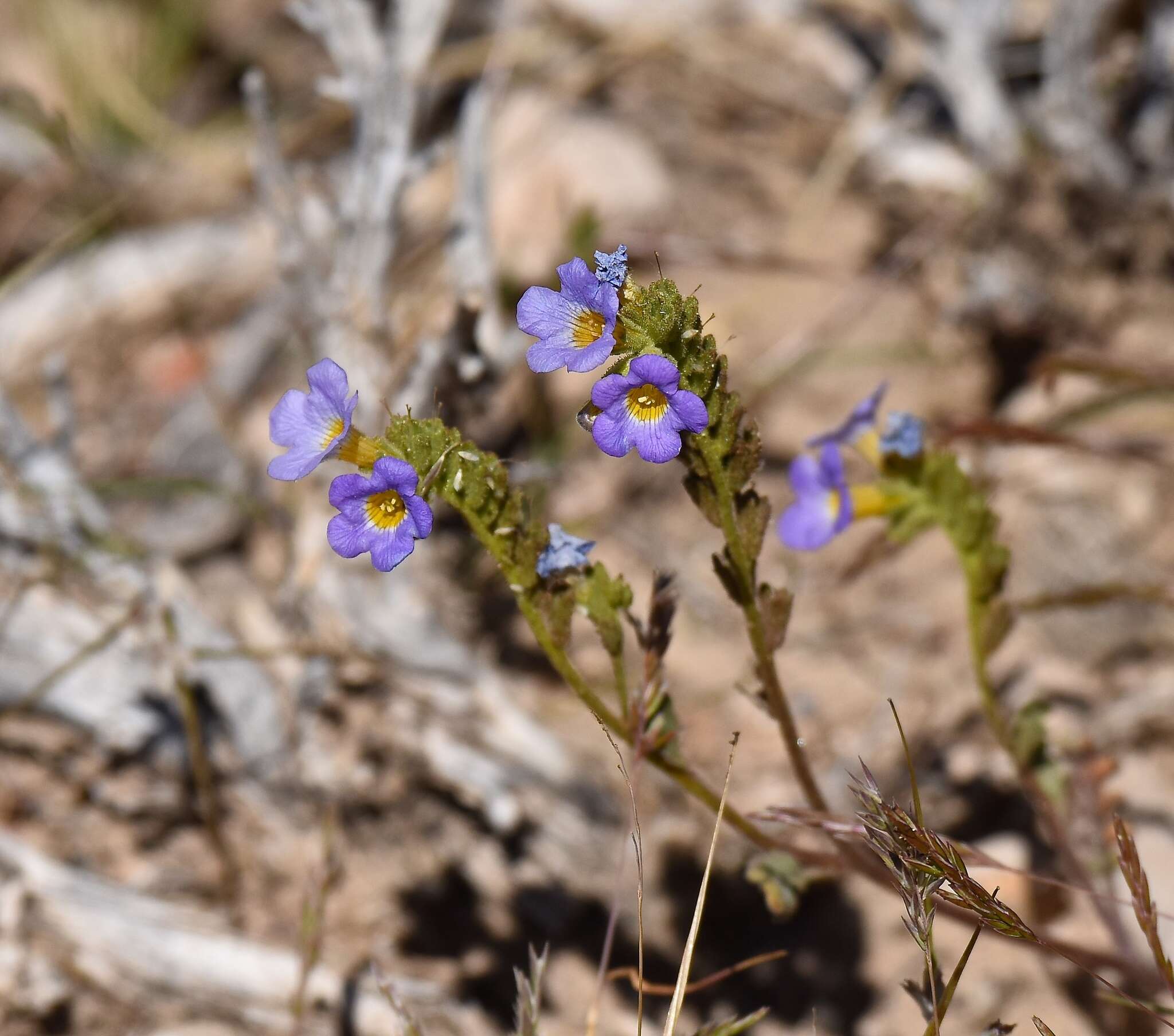 Image of Fremont's phacelia