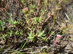 Image of Crassula pruinosa L.