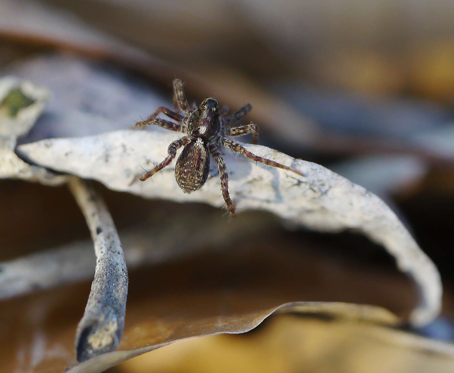 Image of Pardosa lugubris (Walckenaer 1802)