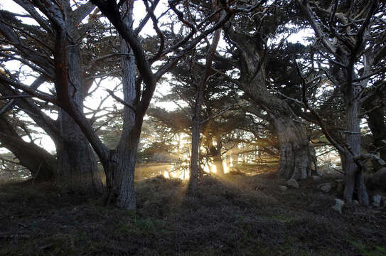 Image of Monterey cypress