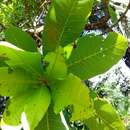 Image of Wild Cashew