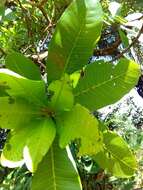 Image of Wild Cashew