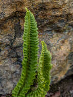 Image de Polystichum kruckebergii W. H. Wagner