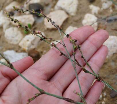 Image of Bellard's smartweed