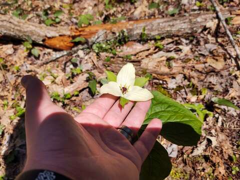 Image of Trillium erectum var. erectum