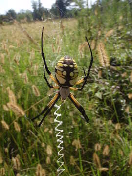 Image of Black-and-Yellow Argiope