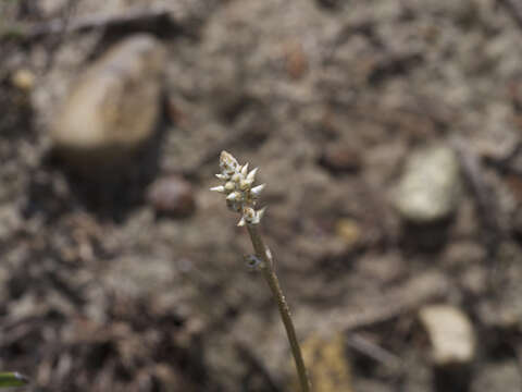 Image of plains snakecotton