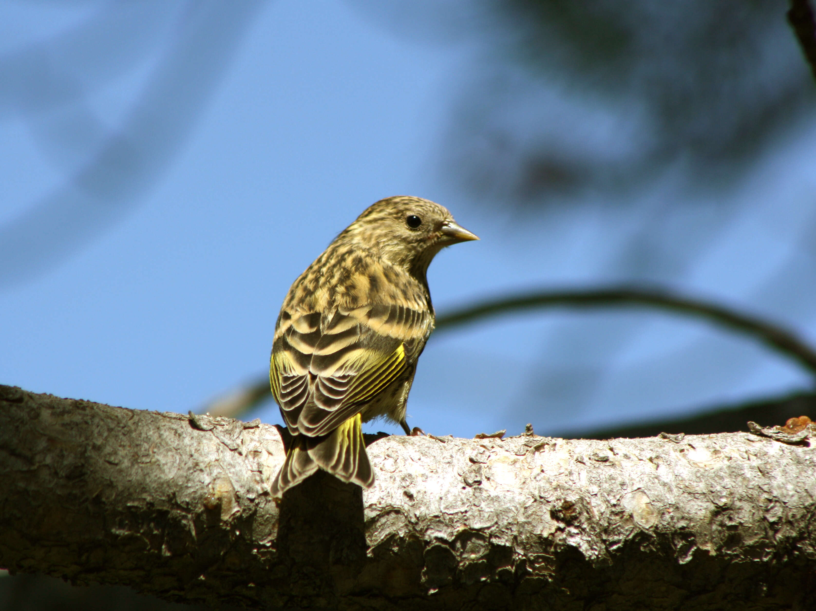 Image of Pine Siskin