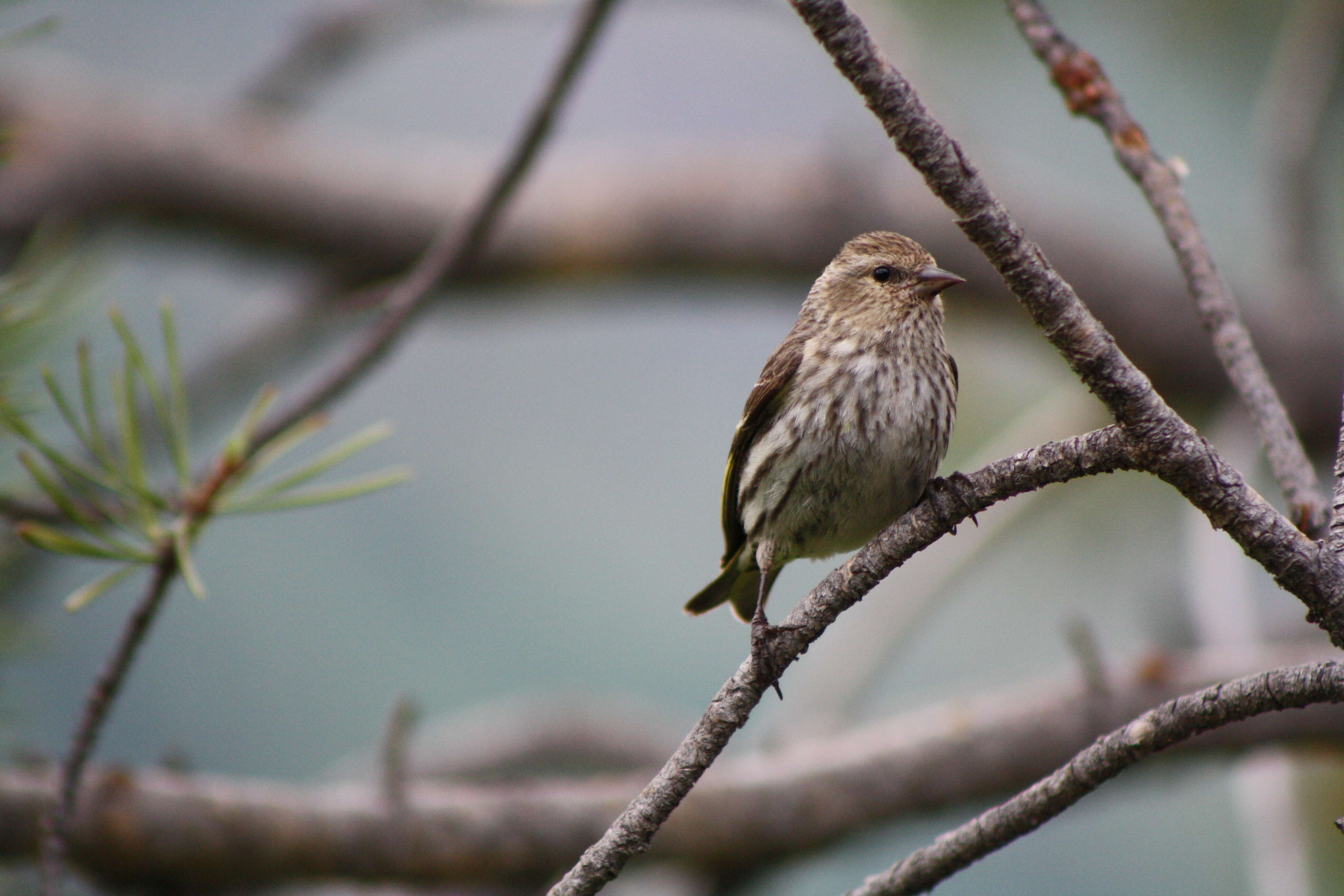 Image of Pine Siskin