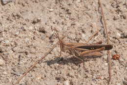 Froggattina australis (Walker & F. 1870) resmi