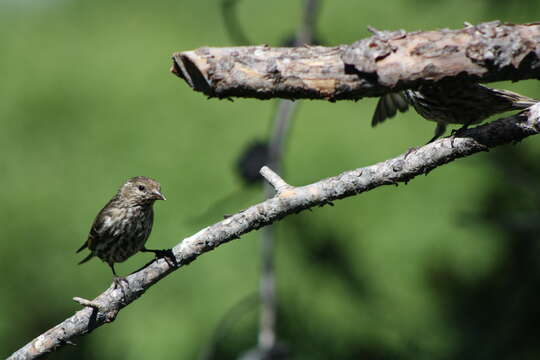 Image of Pine Siskin