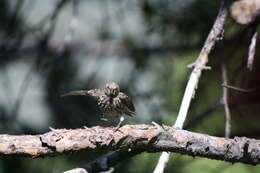 Image of Pine Siskin