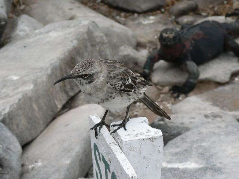 Image of Espanola Mockingbird