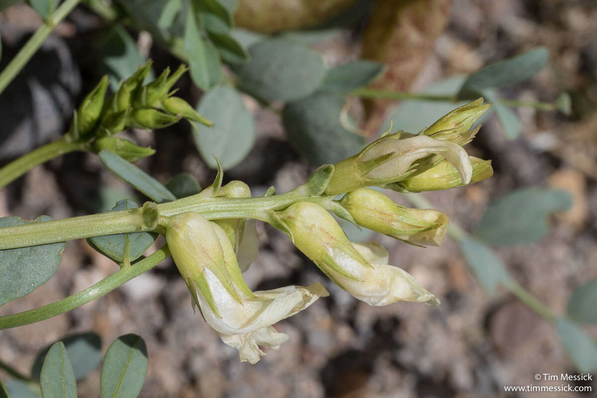 Image of Lavin's milkvetch