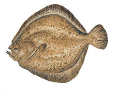 Image of turbot