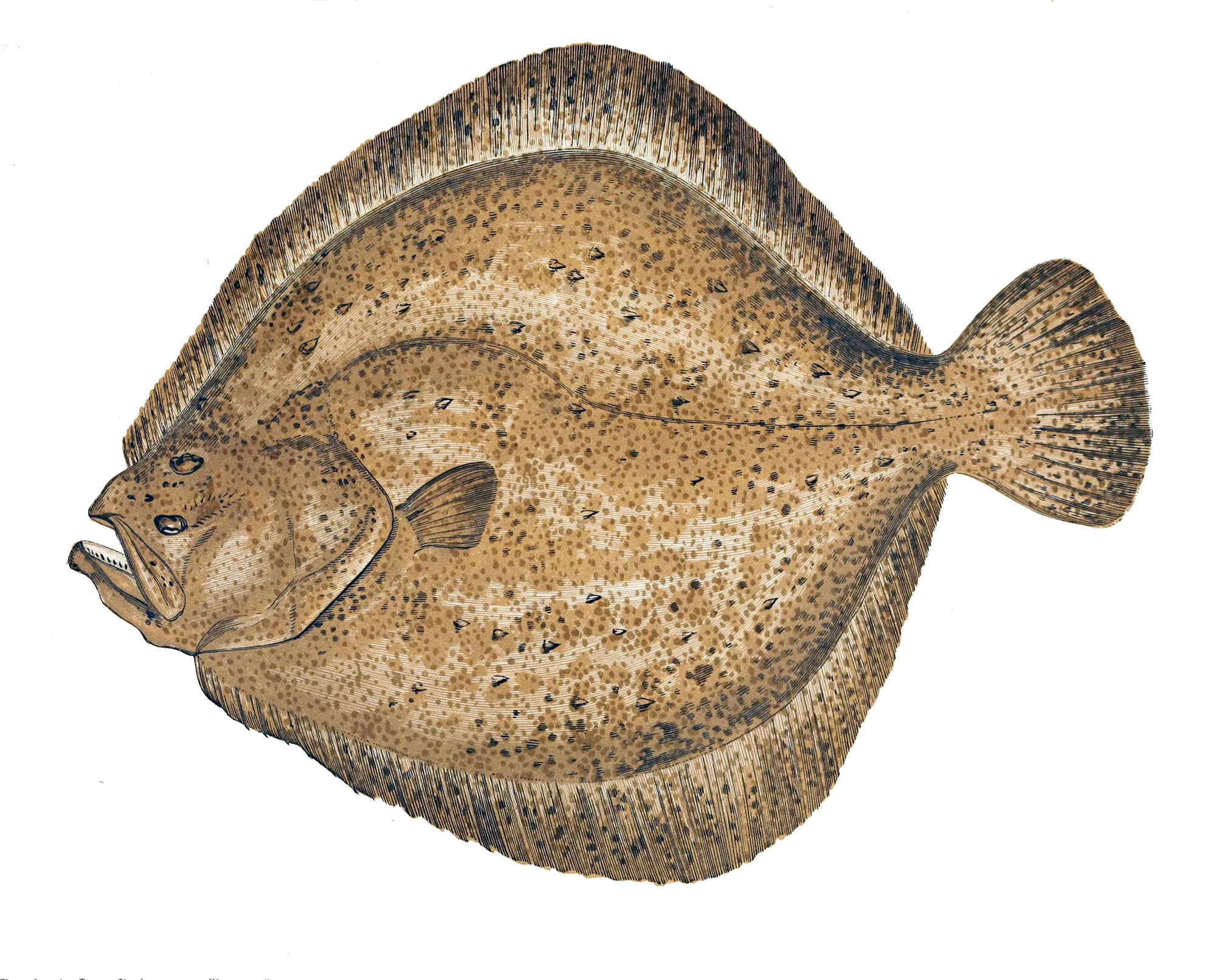 Image of turbot