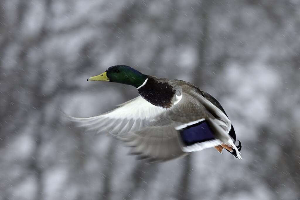 Image of Common Mallard