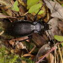 Imagem de Carabus (Morphocarabus) aeruginosus Fischer von Waldheim 1820