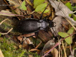 Image of Carabus (Morphocarabus) aeruginosus Fischer von Waldheim 1820