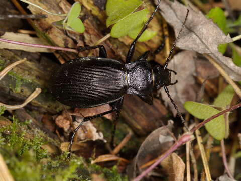 Слика од Carabus (Morphocarabus) aeruginosus Fischer von Waldheim 1820