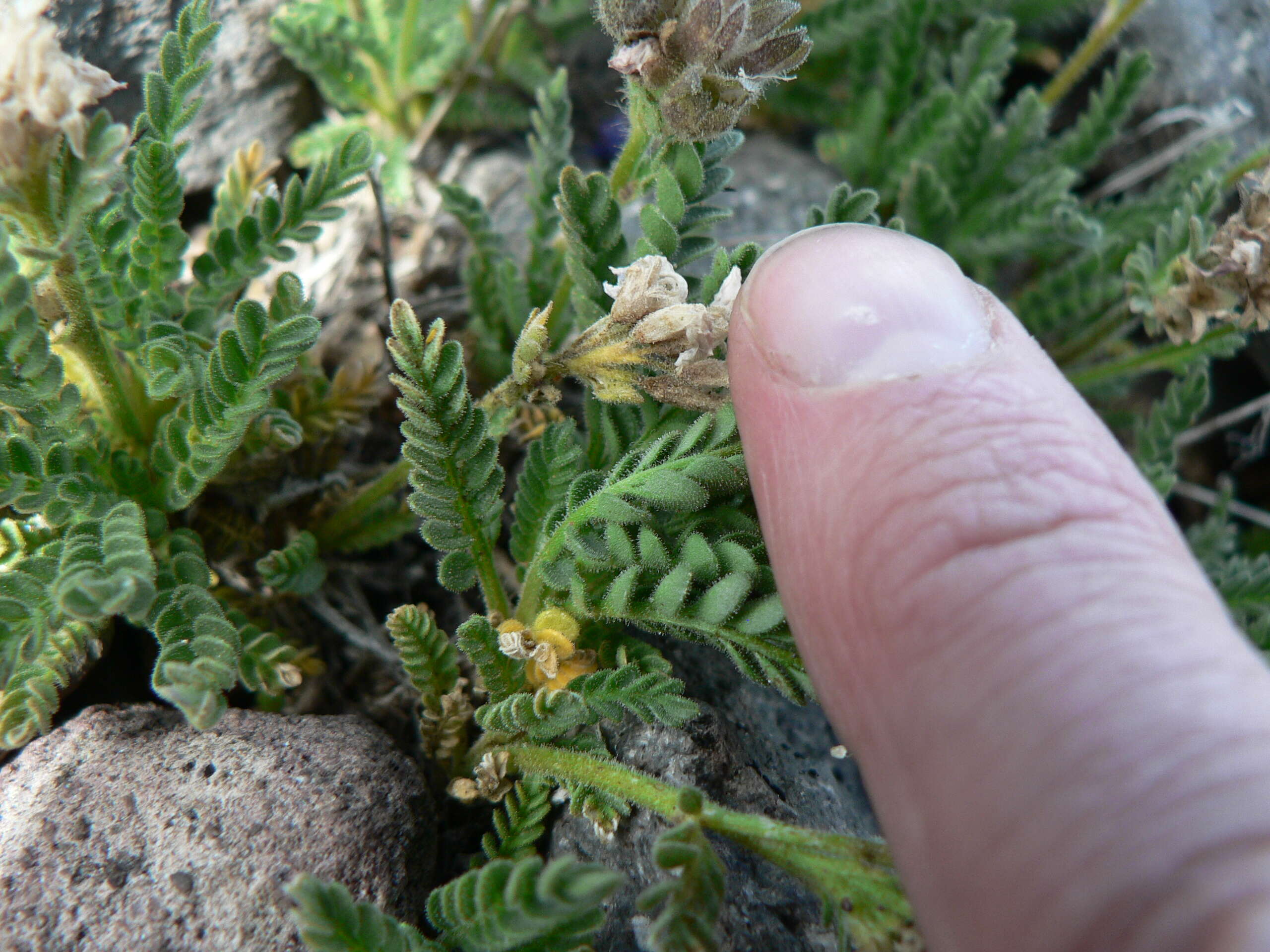 Image de Polemonium elegans Greene